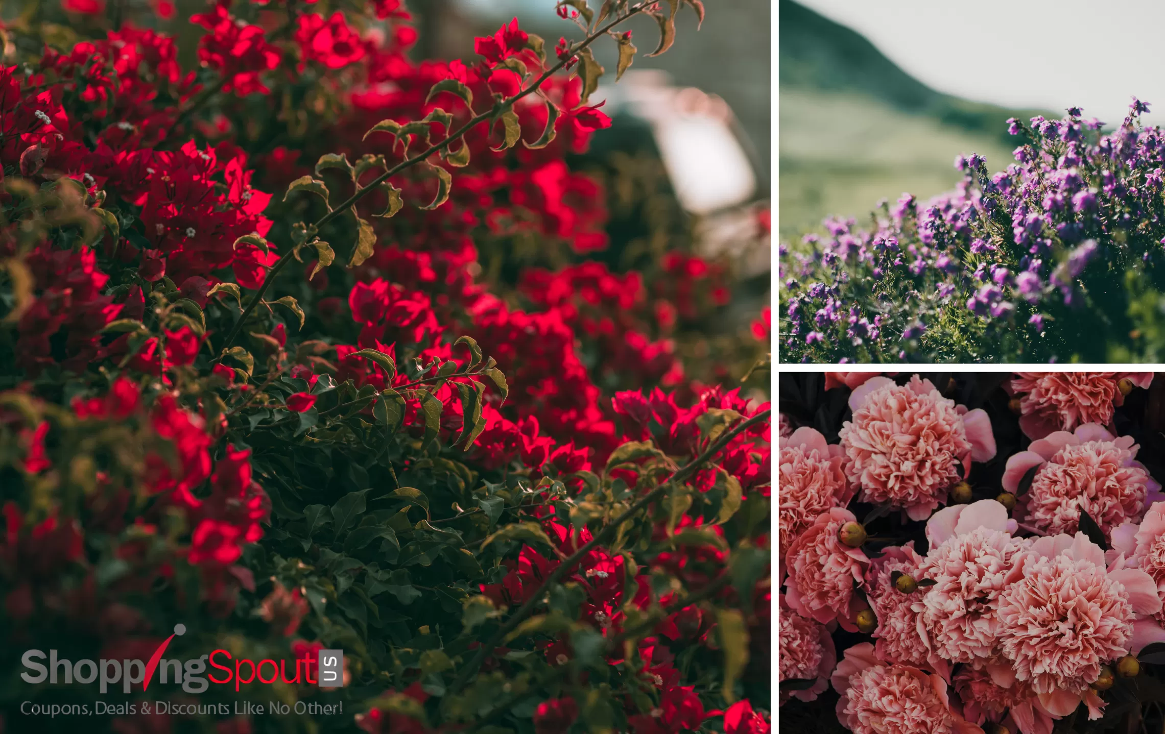 The beauty of sustainability: fresh flower from around the world